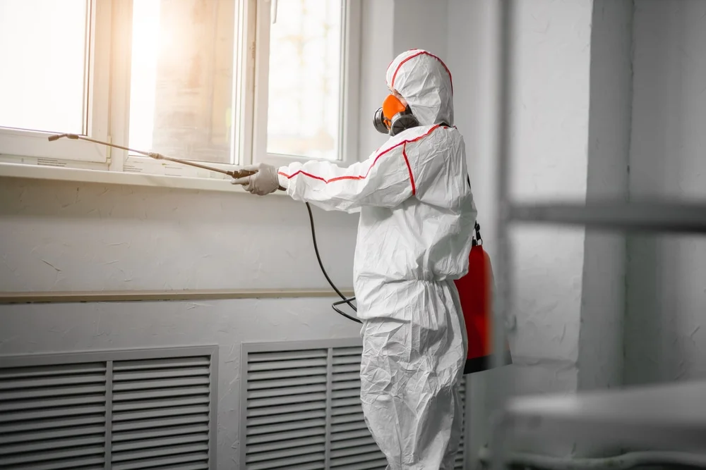 Professional mold remediation services in D Hanis, TX